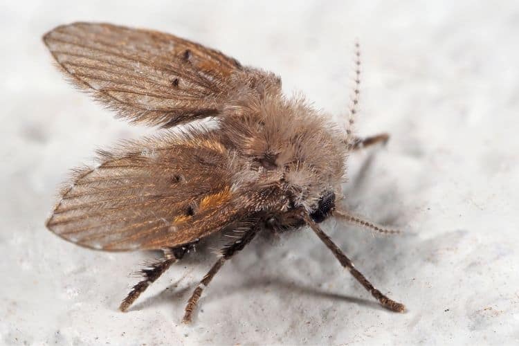 Close up of drain fly