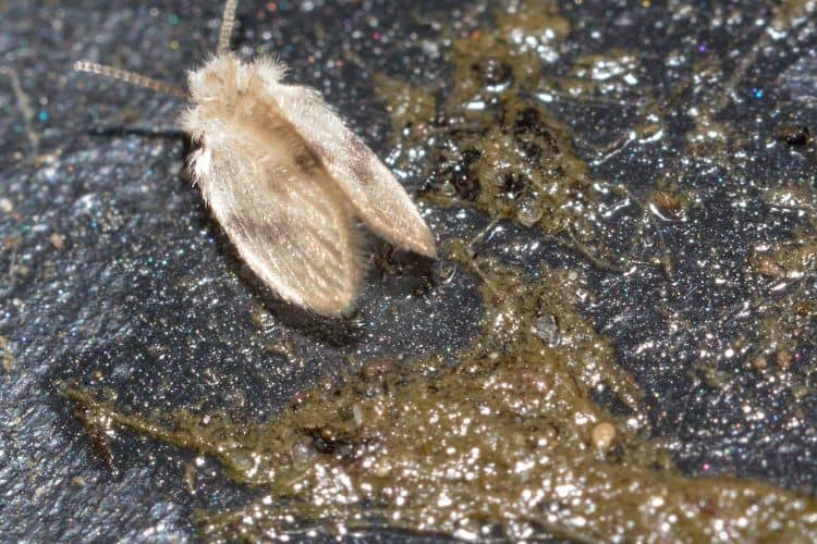 Drain fly beside slime where larvae will incubate