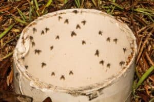 Drain flies in plumbing pipe